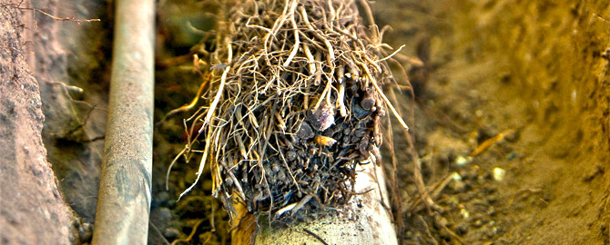 a bundle of roots clogging a scarborough drain pipe, after a plumber has extracted them